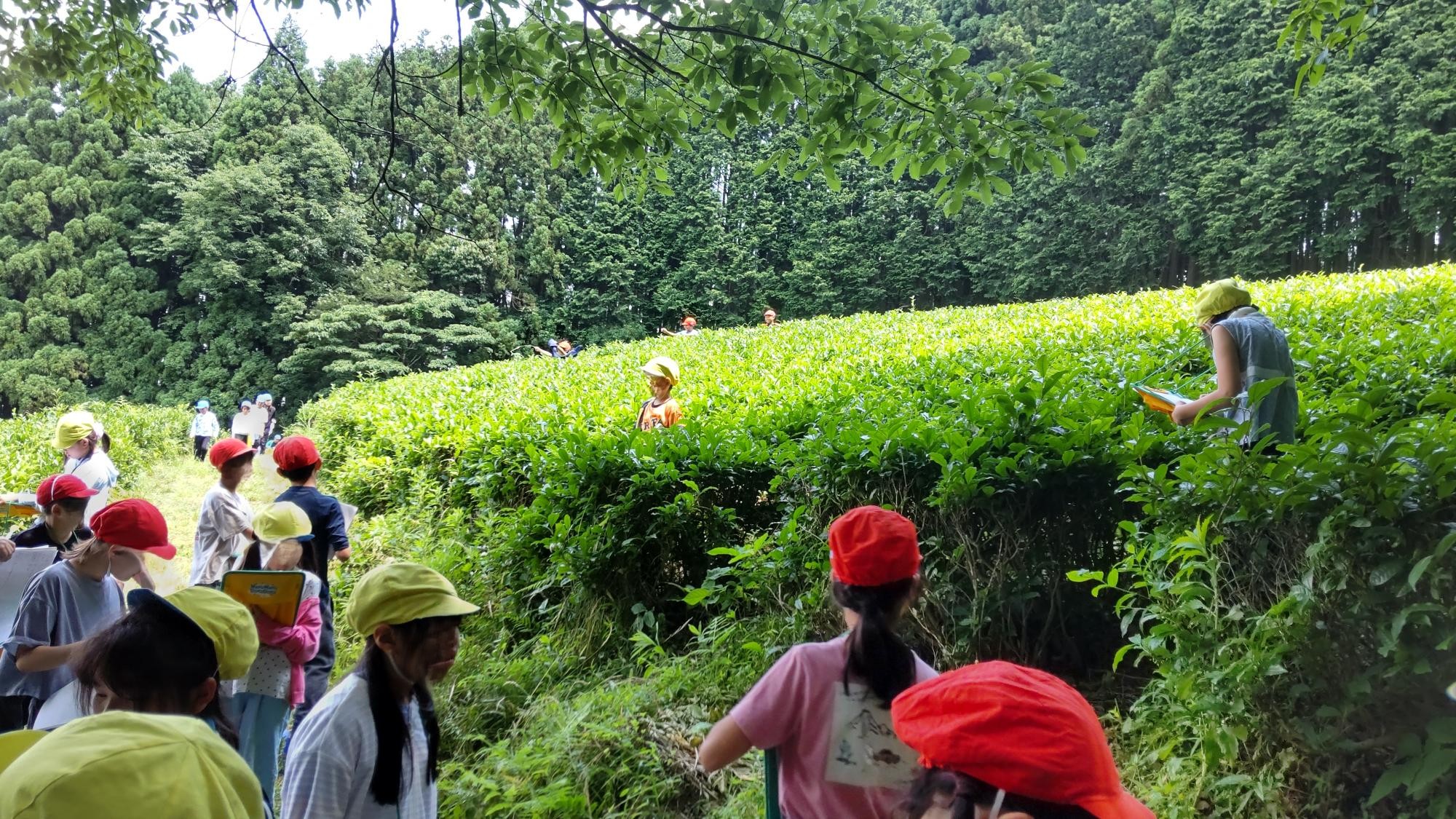 茶畑.JPG
