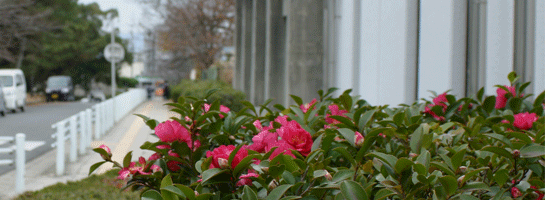 Center for Educational Research and Development
