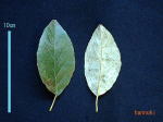 ۂ