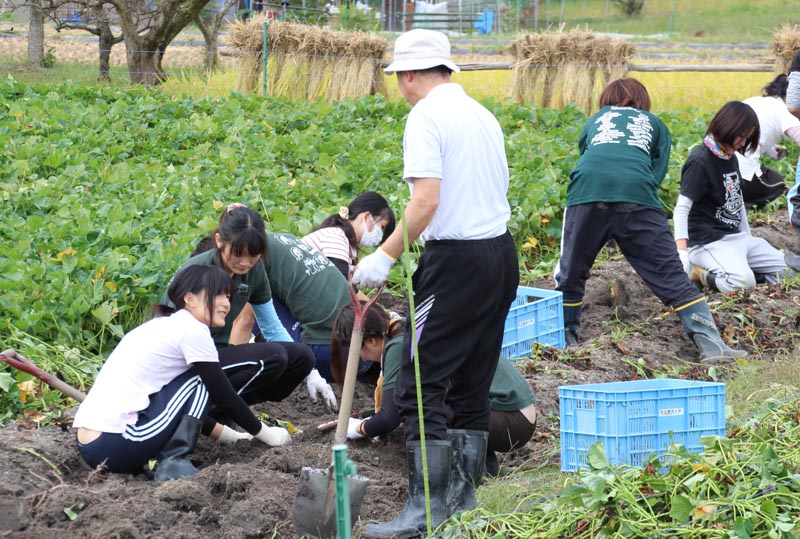 指導を受けながらサツマイモを収穫する学生